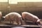 Lean hogs in a farm, closeup