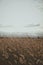 Leaned down grass in the autumn cloudy day. Fall wheat plant in the field