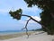 Leaning Attractive Tree at Scenic Sandy Sea Shore - Laxmanpur, Neil Island, Andaman Nicobar, India