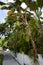 Leaning Banana Tree in Key West
