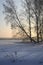 Leaning birch trees on the snow - vertically