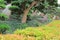 Leaning bonsai tree, Chi Lin Nunnery, Hong Kong