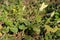 Leaning closed twisted yellow pumpkin flowers surrounded with young small leaves and other plants in local home garden