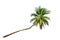 Leaning coconut palm tree