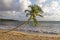 Leaning coconut tree on Grande Terre beach - Near Salines beach - Sainte Anne - Martinique