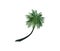 Leaning coconut tree illustration image