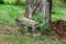 Leaning dilapidated homemade bench next to large old tree surrounded with Balfours touch me not or Impatiens balfourii open