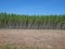 Leaning energy forest near Gilching, Germany - trees, cut, field and blue sky