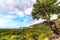 Leaning juniper against the background of forested sea shore