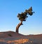 Leaning Juniper full of Berries