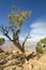 Leaning Juniper Tree with the backing of a blue sky