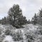 Leaning juniper tree with fresh snow