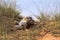 Leaning lioness, Panthera leo, Kalahari South Africa