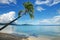 Leaning palm tree at the beach, Nananu-i-Ra island, Fiji