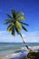 Leaning palm tree at Las Terrenas beach, Samana peninsula