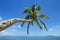 Leaning palm tree at Makaha`a island near Tongatapu island in To