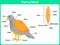 Leaning Parts of bird for kids - Worksheet