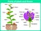 Leaning Parts of plant and flower for kids