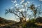 Leaning Tree in California Wilderness