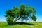 Leaning tree on the shore of Lake Michigan