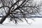 Leaning Tree in Winter