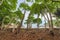 Leaning trees at beach