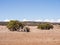 Leaning trees, Eucalyptus camaldunlensis, Geraldton Greenough, Western Australia