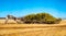 Leaning Trees of Greenough - iconic tourist attraction located south of Geraldton