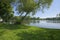 Leaning trees on lake