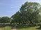 Leaning trees in the Park