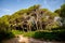 Leaning trees in a small natural reserve park between Can Picafort and Alcudia