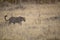 Leaopard in open veld