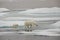 Leaping baby polar bear with mom