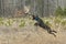 Leaping Hunting Dog