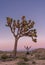 Leaping for Joy Under Joshua Tree