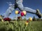 Leaping over the tulips