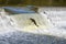 Leaping Up the River: Salmon Fall Migration