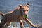 Leaping Wet Toller Puppy Dog in the Water with a Tennis Ball