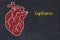 Learning cardio system concept. Chalk drawing of human heart and inscription Capillaries