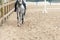 Learning Horseback Riding. Instructor teaches teen Equestrian.