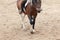 Learning Horseback Riding. Instructor teaches teen Equestrian.