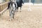 Learning Horseback Riding. Instructor teaches teen Equestrian