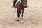 Learning Horseback Riding. Instructor teaches teen Equestrian