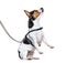 Learning process with a Jack Russell Terrier on hind legs