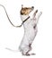 Learning process with a Jack Russell Terrier on hind legs