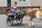 Learning to drive a pony and trap at Appleby Horse Fair,