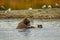 Learning to swim with mama-bear in Alaska