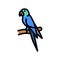the lears macaw bird exotic color icon vector illustration