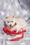 Leash collar puppy husky alone