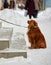 Leashed dog at the supermarket